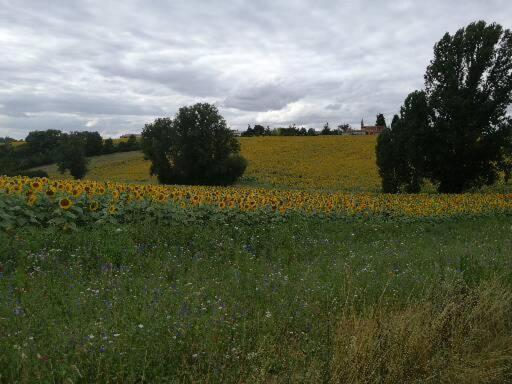 Domaine De Cayre Bed and Breakfast Mervilla Exterior foto